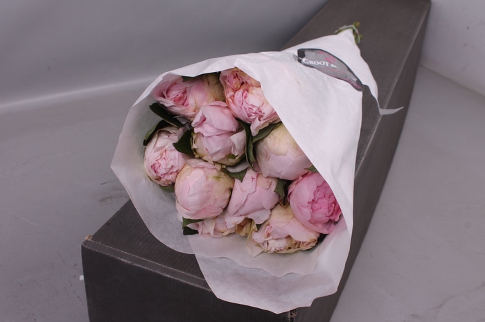 <h4>Paeonia Florence Nicholls | Heavy Quality</h4>