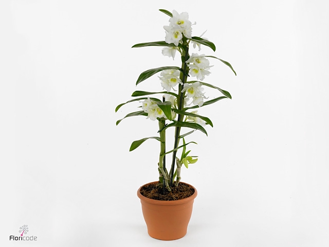 Dendrobium nob. 'StarCla Apollon'