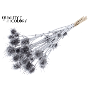 Cardi Distel Natural 10pc/bunch 55cm Silver + Glitter