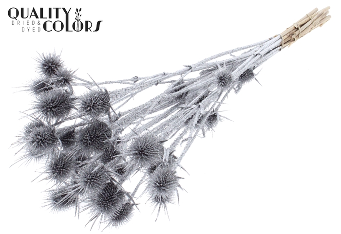 <h4>Cardi Distel Natural 10pc/bunch 55cm Silver + Glitter</h4>