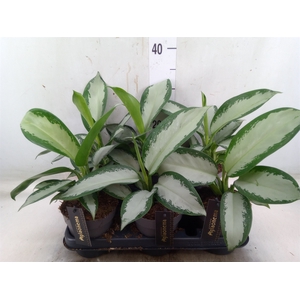Aglaonema  'Silver Blue'