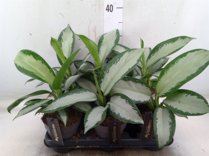 <h4>Aglaonema  'Silver Blue'</h4>