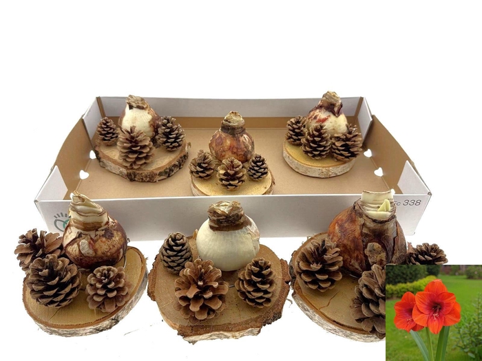 <h4>BLOEMBOL HIPPEASTRUM</h4>