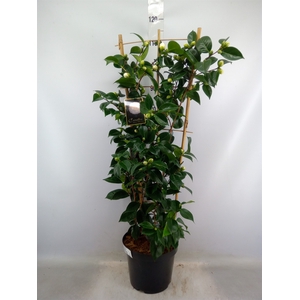 Camellia japonica