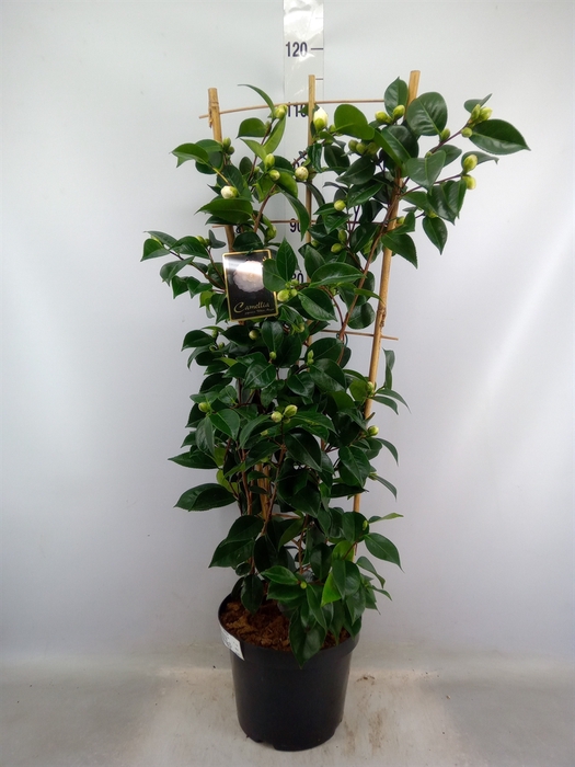 <h4>Camellia japonica</h4>