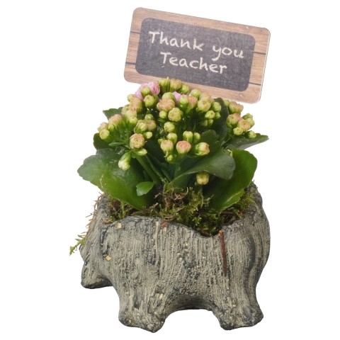 <h4>PTBTS5226 Arrangementen kamerplanten</h4>