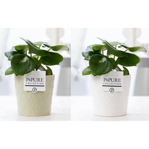 Peperomia Raindrop in P&PURE Juliette ceramics ass. 2