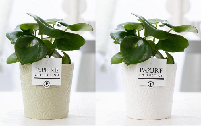 <h4>Peperomia Raindrop in P&PURE Juliette ceramics ass. 2</h4>