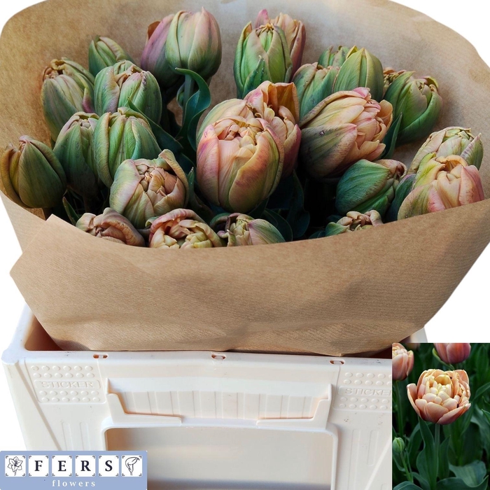 <h4>TU DU BELLE EPOQUE</h4>