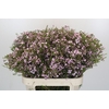 Chamelaucium Dancing Queen