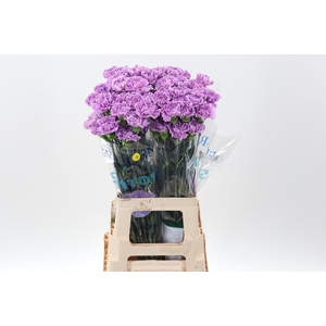 Di St Fl Moonaqua 70cm