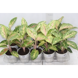 AGLAONEMA COCOMELON P12