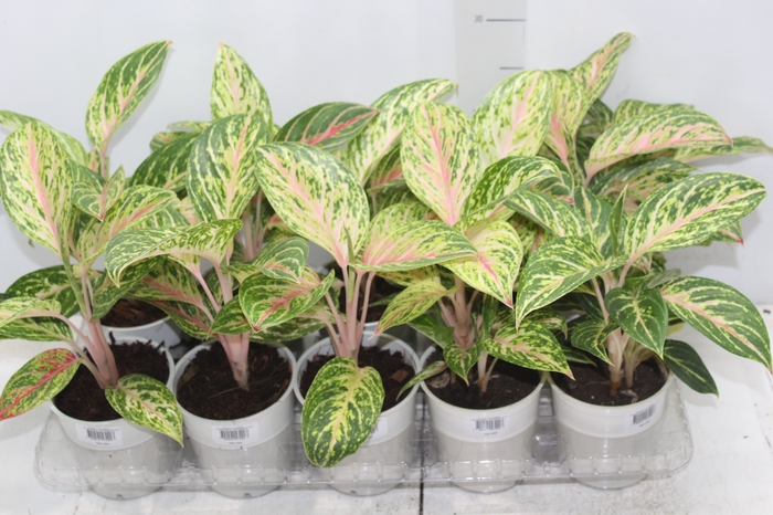 <h4>AGLAONEMA COCOMELON P12</h4>