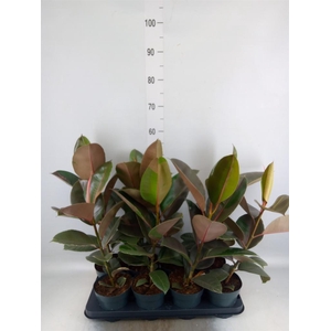 Ficus elastica 'Pink Camouflage'