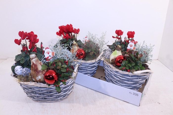 <h4>ARR HIPPEASTRUM</h4>