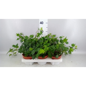 Hedera helix 'Green Ripple'