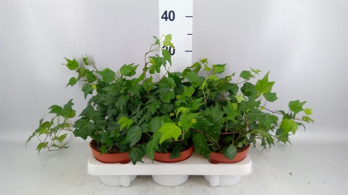 <h4>Hedera helix 'Green Ripple'</h4>