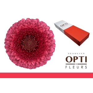 Germini Pomponi Gonzo Doos