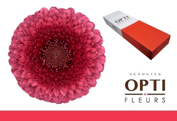 Germini Pomponi Gonzo Doos