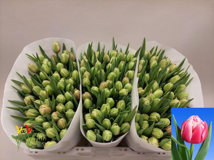 <h4>TU DU COLUMBUS</h4>