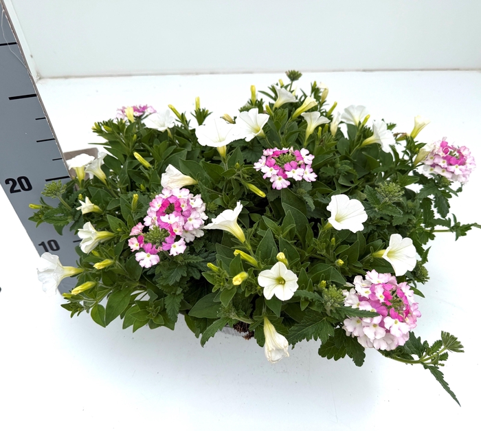 <h4>PERKPL GEM IN POT</h4>