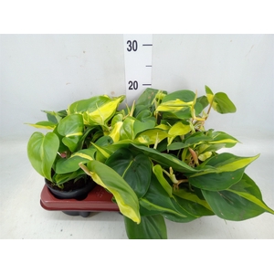 Philodendron scand. 'Brasil'