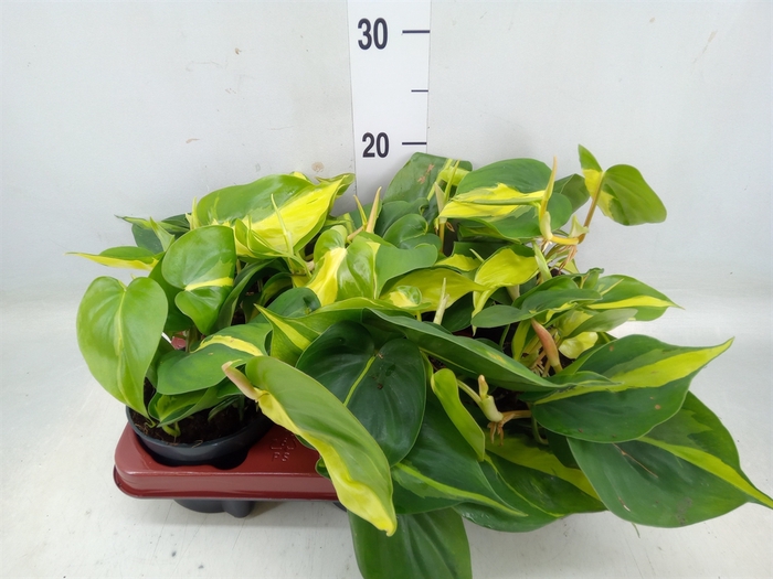 <h4>Philodendron scand. 'Brasil'</h4>