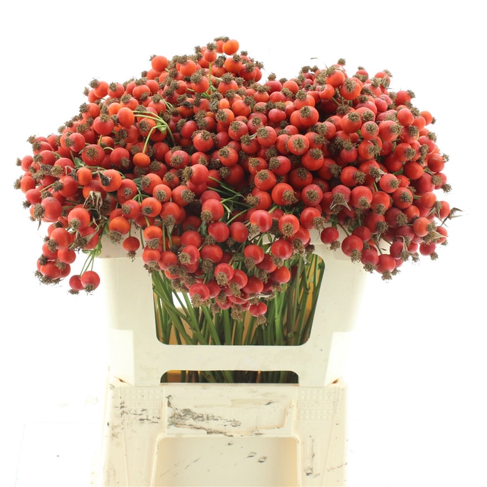Rosa Mandarin Hiphop