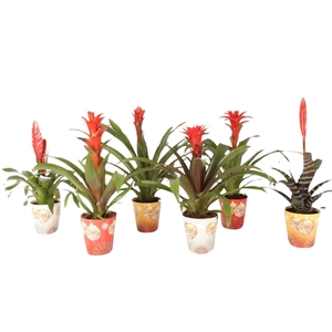 Bromelia mix rood in kerstcover