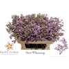 Chamelaucium Un Wendy Rose