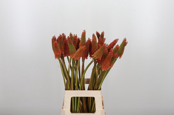 <h4>Kniphofia Alcazar</h4>