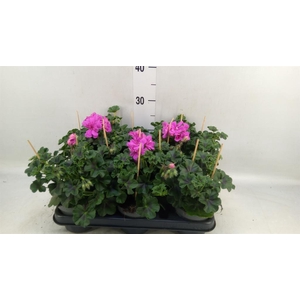 Pelargonium pelt.   ...