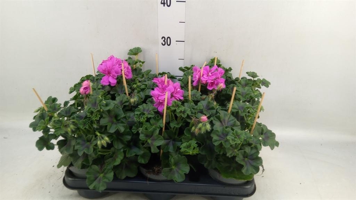 <h4>Pelargonium pelt.   ...</h4>