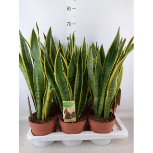 Sansevieria trifa. 'Laurentii'
