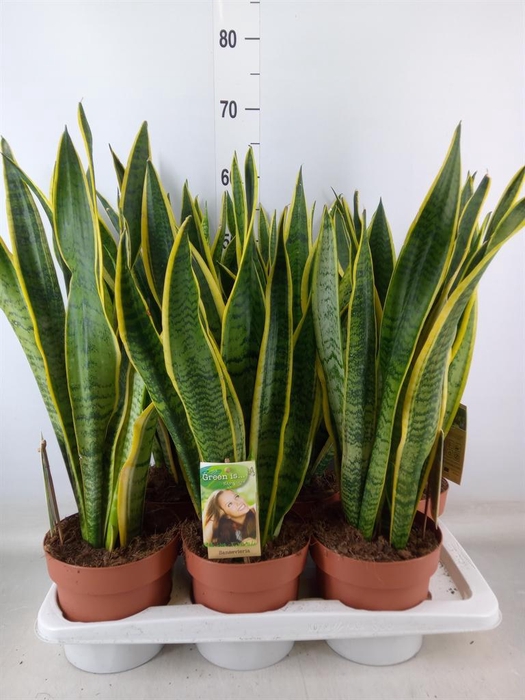 <h4>Sansevieria trifa. 'Laurentii'</h4>