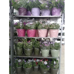 Perkplanten   ...mix /pot [Bedding]