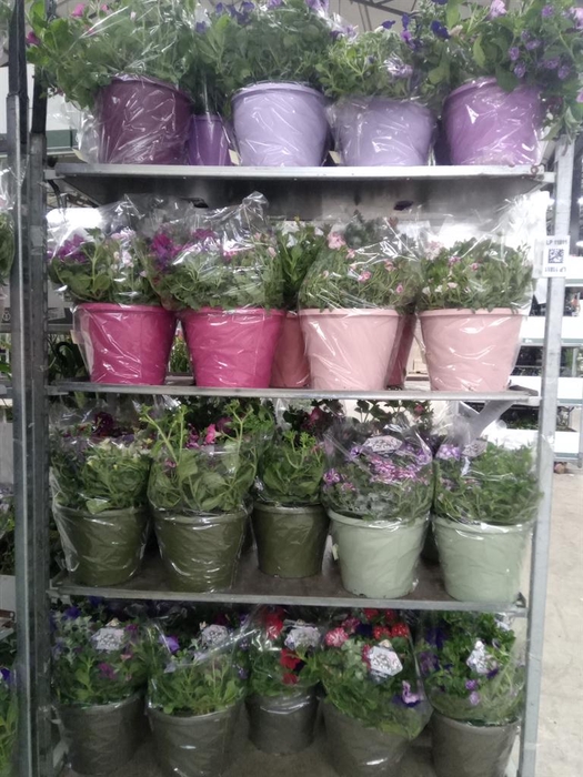 <h4>Perkplanten   ...mix /pot [Bedding]</h4>