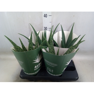 Aloe   ...mix