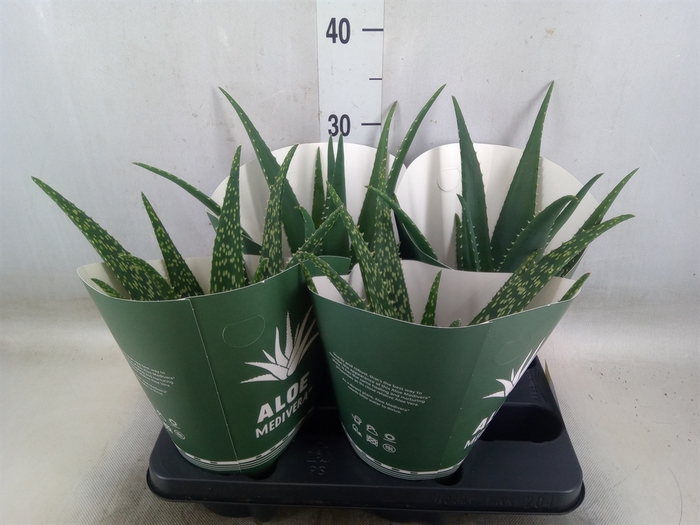 <h4>Aloe   ...mix</h4>
