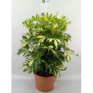 Schefflera arbor. 'Gerda'