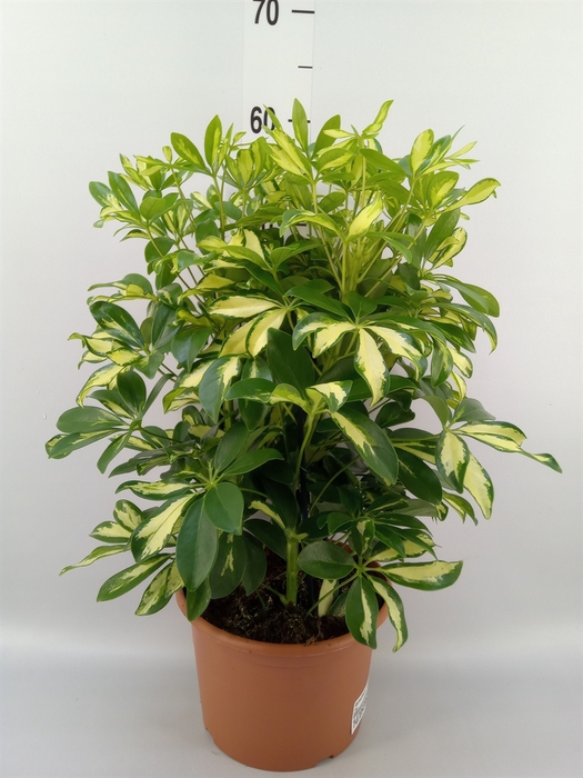 <h4>Schefflera arbor. 'Gerda'</h4>