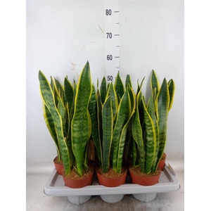 Sansevieria trifa. 'Laurentii'