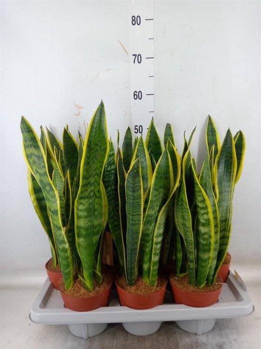 <h4>Sansevieria trifa. 'Laurentii'</h4>