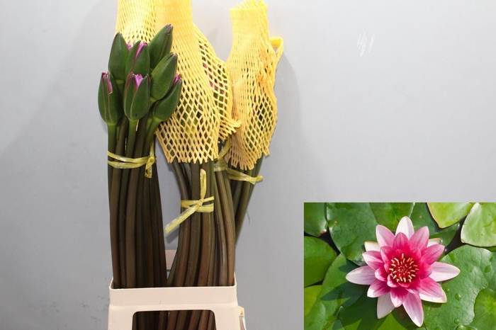 <h4>OVERIG SNIJBLOEMEN SNIJBLOEMEN OV</h4>