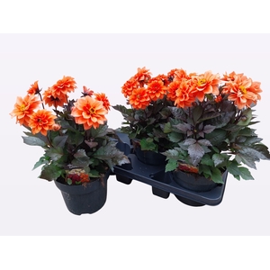 DAHL GARDEN D ORANGE