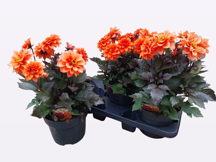 <h4>DAHL GARDEN D ORANGE</h4>