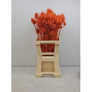 GESTABILISEERD KAARDEBOL ORANJE