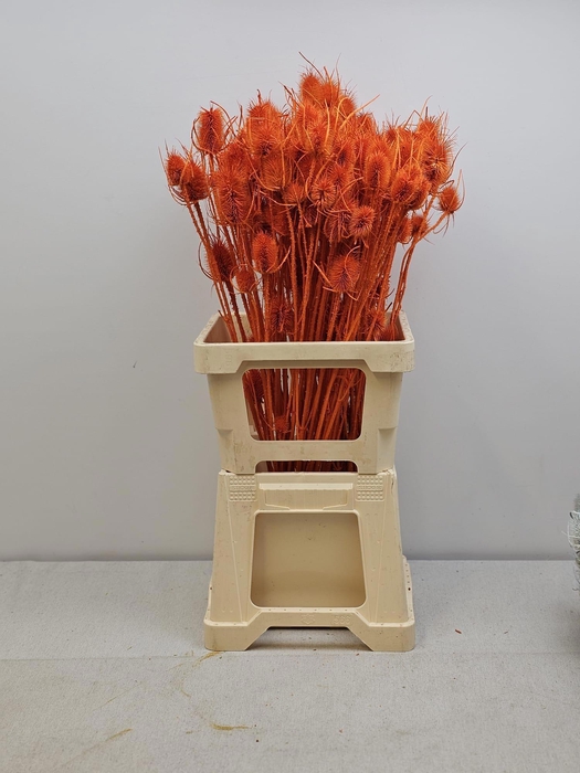 <h4>GESTABILISEERD KAARDEBOL ORANJE</h4>