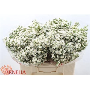 Chame Un Pearl Butto