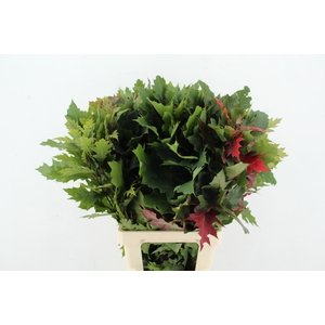 QUERC RUBRA 80CM
